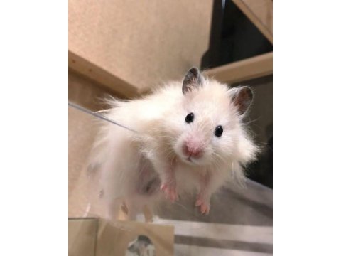 Hamster-gonzales yavrularımız heryere gönderim