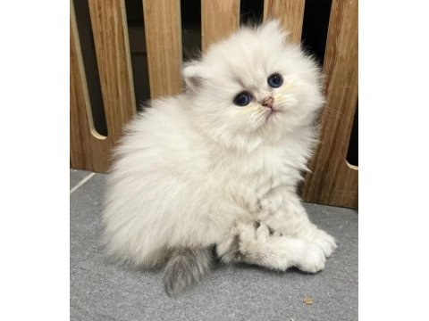 Pamuğumsu ns1133 british longhair 
