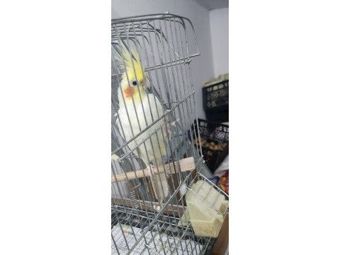 Yarı evcil erkek lutino kırmızı göz sultan papağanı