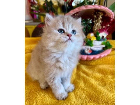 Elit safkan british dişi kedi isteyenlere