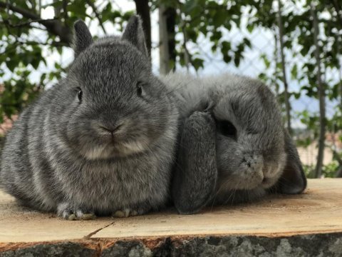 Safkan mini lop tavşanı bebeklerimiz