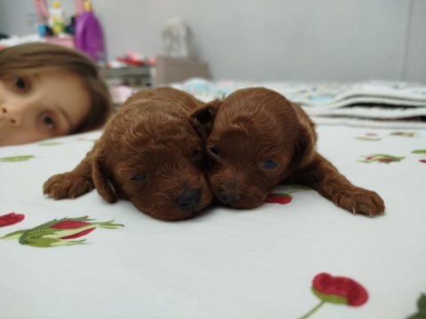 Bal kuzu poodle köpekler