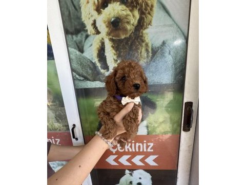 Kore dişi erkek bakımlı poodle minnoşlarımız