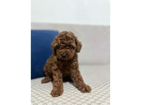 Kore red brown toy poodle yavrular