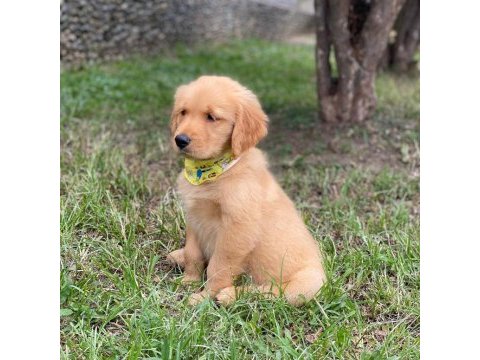 Golden retriever yavruları