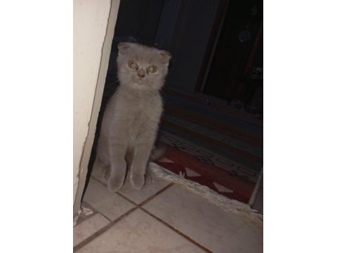 Kurmamaya alışmış tuvalet eğitimi tam kedimiz
