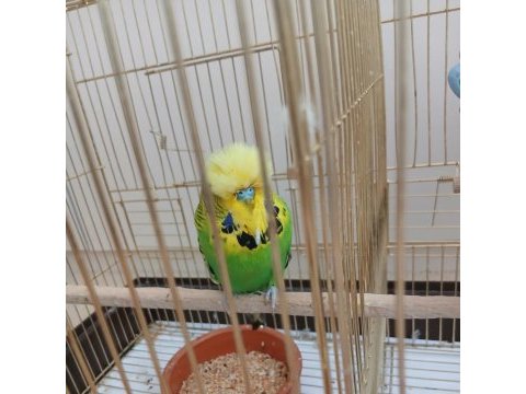 Show jumbo erkek muhabbet kuşu