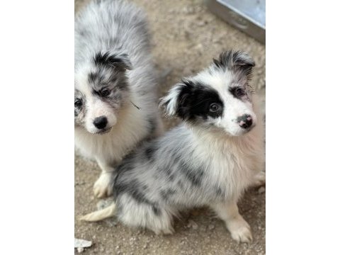 Ruhsatlı eğitim merkezinden border collie yavrular
