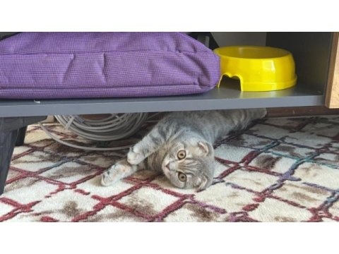 Erkek scottish fold