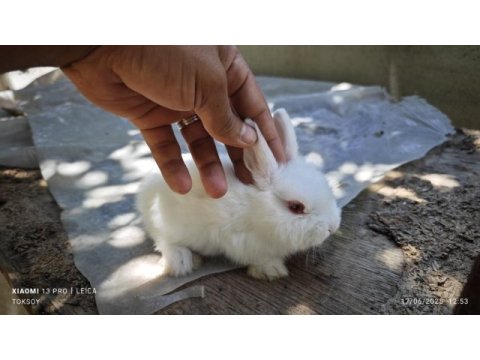 Renk cücesi tavşan himalayan renk