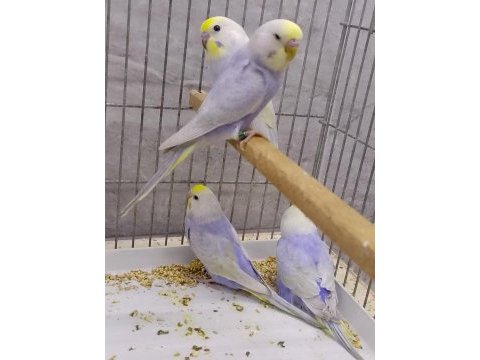 Rainbow muhabbet kuşu yavruları