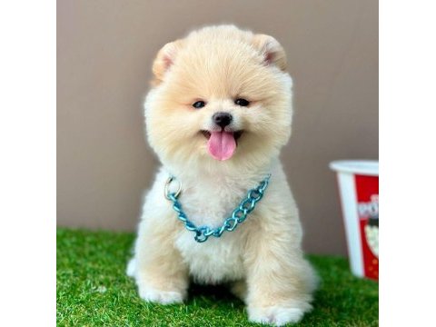 Safkan pomeranian boo bebekler