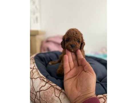 Red poodle yavrularımız