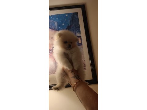 Sevimli pomeranian bebeklerim