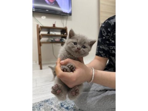 British shorthair yavrularımız yeni sahiplerini bekliyor