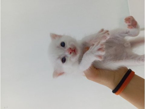 British shorthair yavru 28 günlük