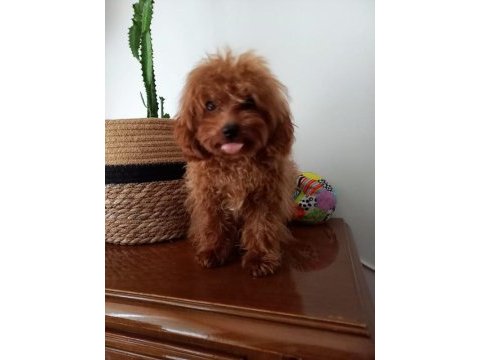 7 aylık maltipoo yeni ailesine arıyor