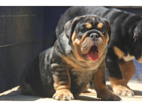 Renkli bulldog çocuklar