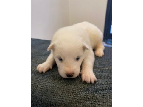 Safkan samoyed yavruları kartopu