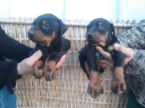 Üst kalite doberman yavrularım