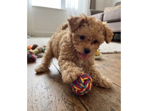 Safkan toy poodle köpeği