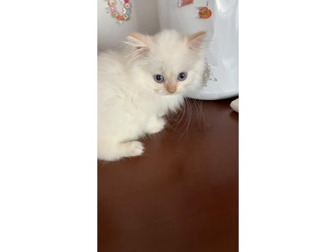 British longhair yavrular