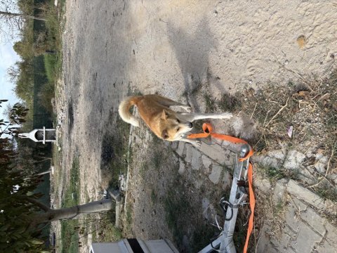 1 yaşında akita inu uysal sosyal oyuncu