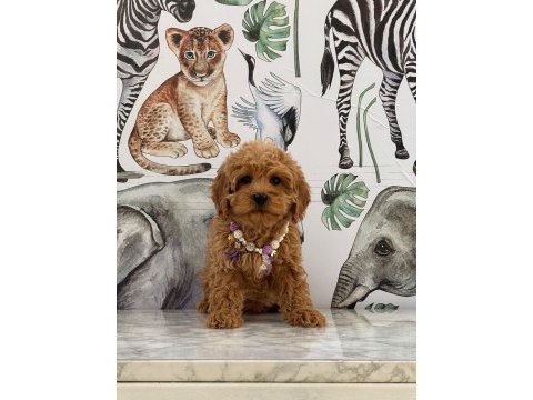 Evlerinize neşe getirecek maltipoo yavrularımız hazır