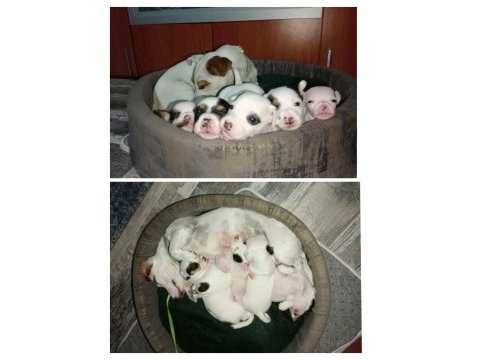 Kısa bacak jack russell yavrular izmir kemalpaşa