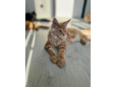 Wcf secereli şampiyon soylu saglık garantili maine coon