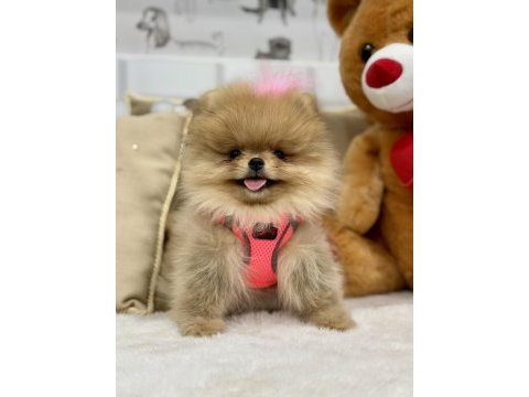 Mini teddy bear pomeranian boo