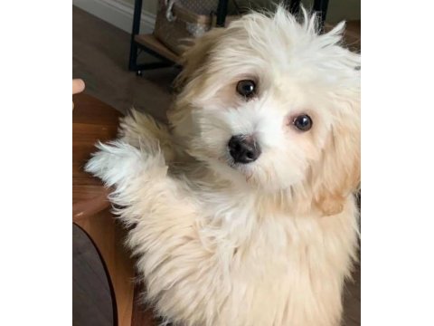 Tatlı maltipoo yavrular