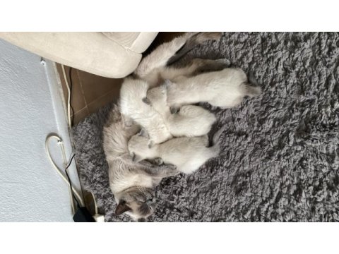 British longhair blue point