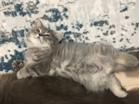 Şeker pare british longhair