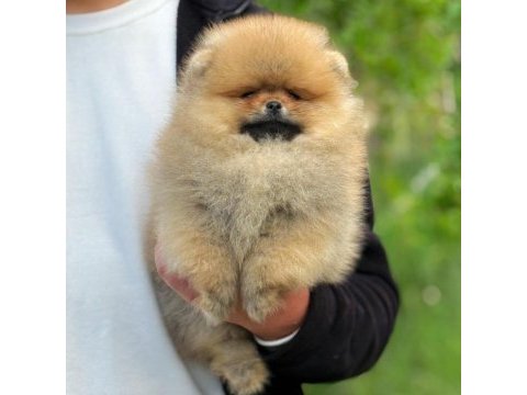 Yavru köpeğimiz pomeranian boo