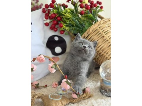 British shorthair iki aylık