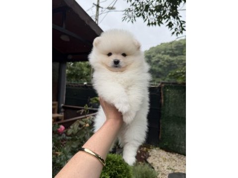 Ayı surat pomeranian boo