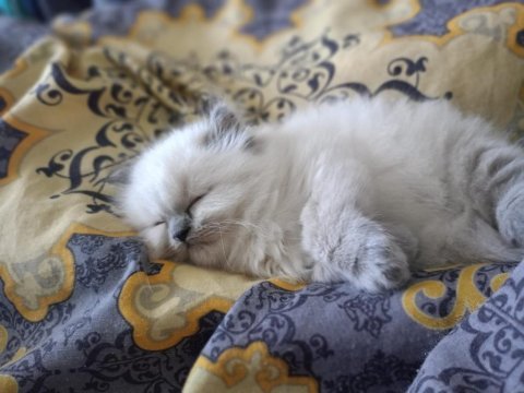 2 aylık dişi british longhair
