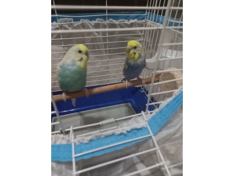Rainbow erkek dişi 2 adet muhabbet kuşlar