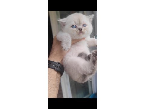 British shorthair kedisi