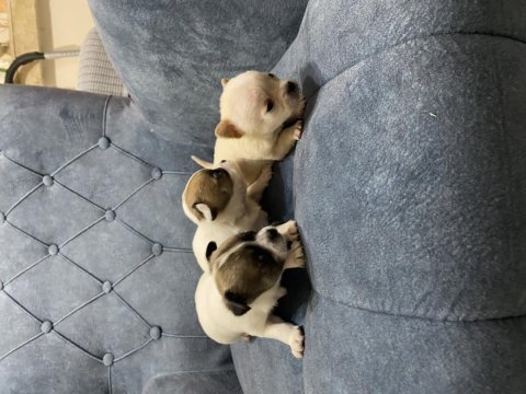 Chihuahua minik yavrularım