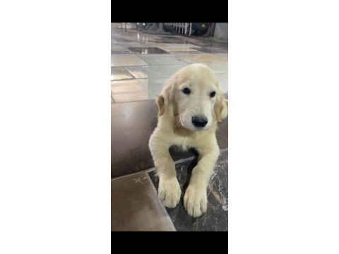 Irk ve sağlık garanti orjinal golden retriever bebeğimiz
