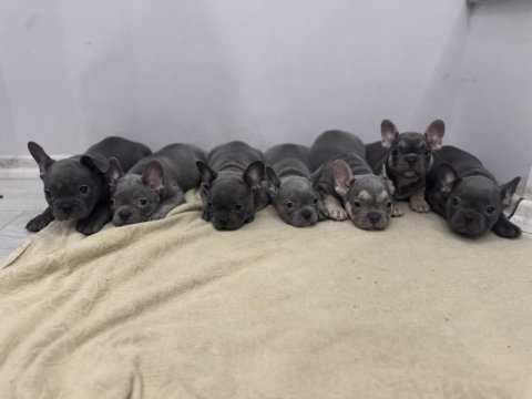 Saf kanlı french bulldog