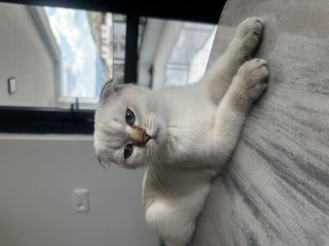 British shorthair dişi 4,5 aylık