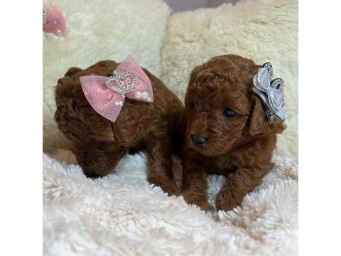 Toy poodle yavruları