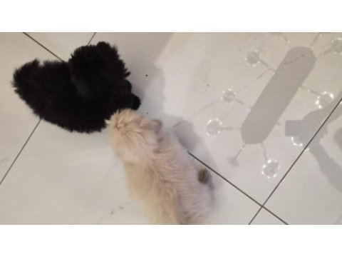 3 aylık anne altından poodle yavrular