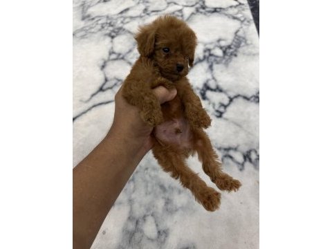 Orijinal toy poodle bebekleri