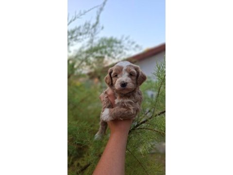 F1 0 numara maltipoo yavrularım hazır
