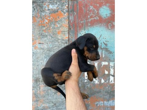Yavru doberman yavrularımız