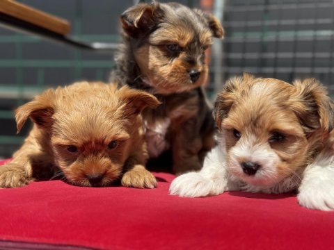 Tea cup morkie yavrular petmode den
